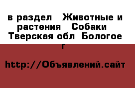  в раздел : Животные и растения » Собаки . Тверская обл.,Бологое г.